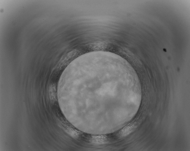 X0000066520240200603311802