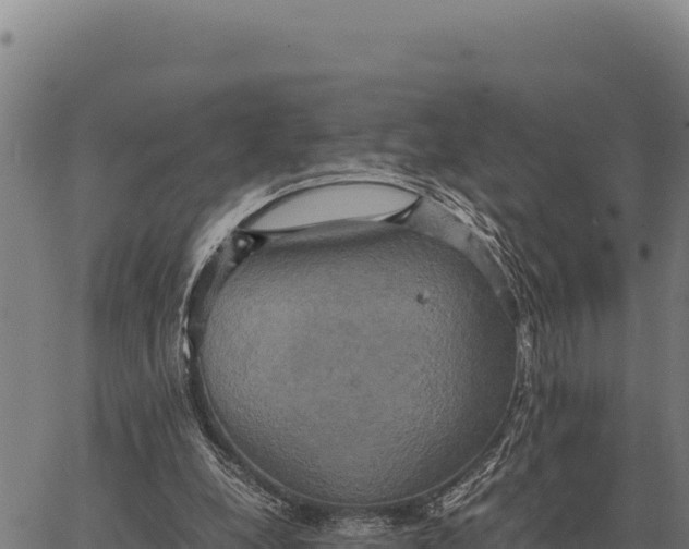 X0000066520248200603311801