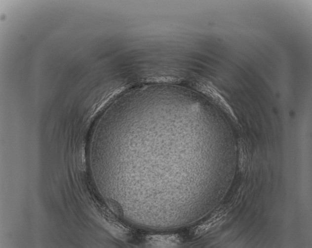 X0000066520251200603311801