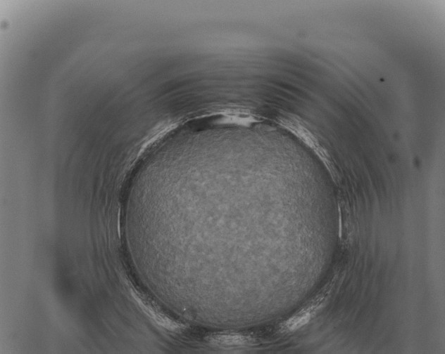 X0000066520253200603311801