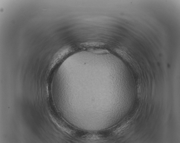 X0000066520254200603311801