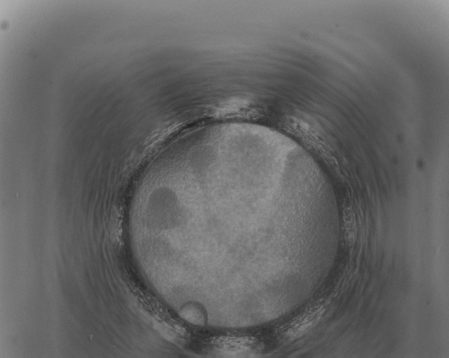 X0000066520255200603311801