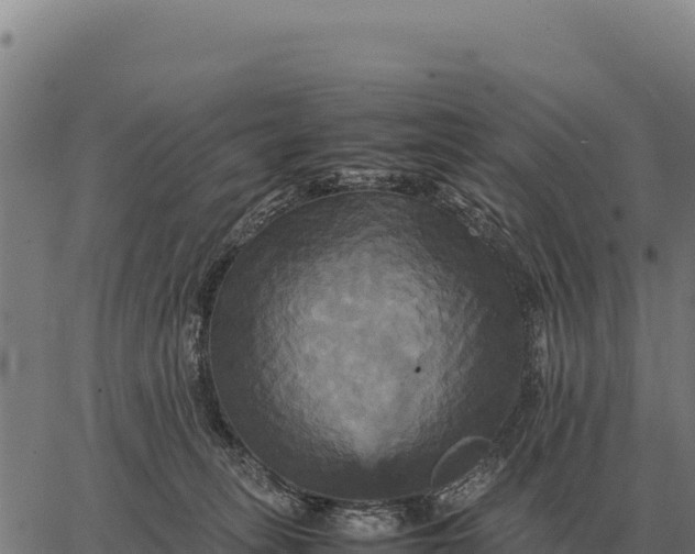 X0000066520275200603311802