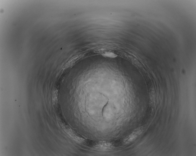 X0000066520278200603311802