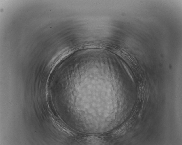 X0000066520290200603311801