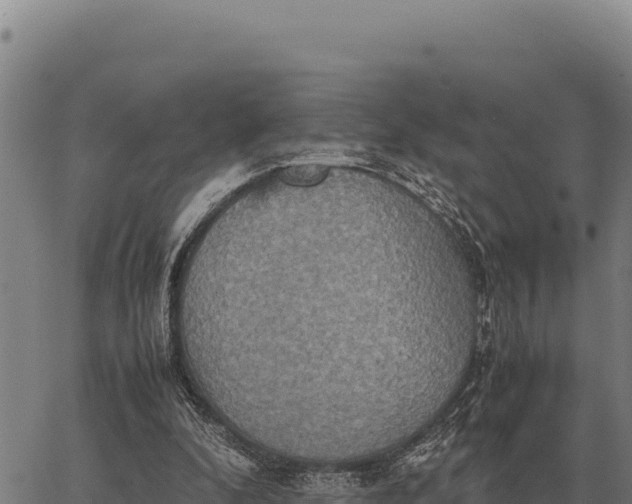 X0000066520296200603311801