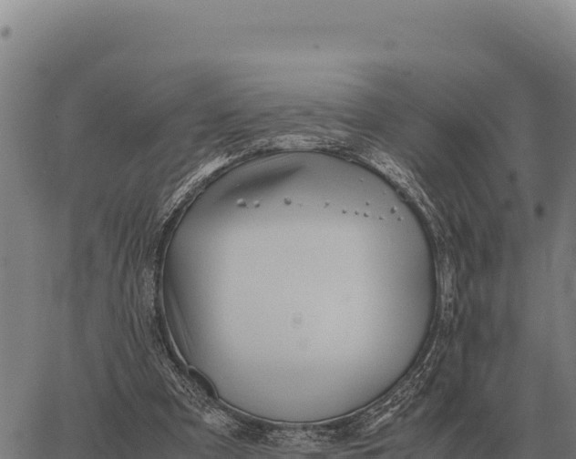 X0000066520297200603311801