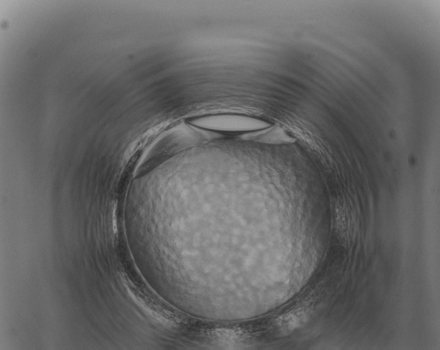 X0000066520302200603311801