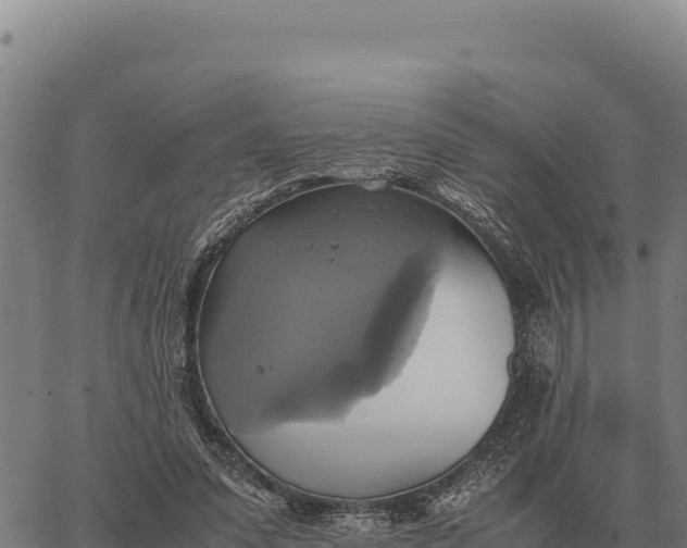 X0000066520303200603311801