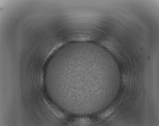 X0000066520304200603311801