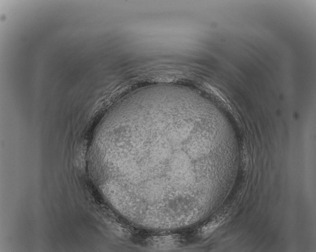 X0000066520307200603311801