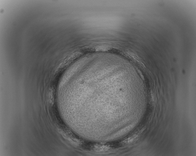 X0000066520311200603311801