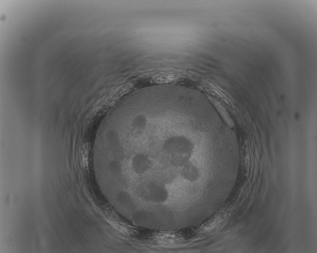 X0000066520315200603311801