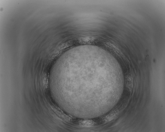 X0000066520324200603311801