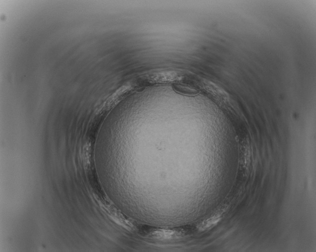 X0000066520326200603311801