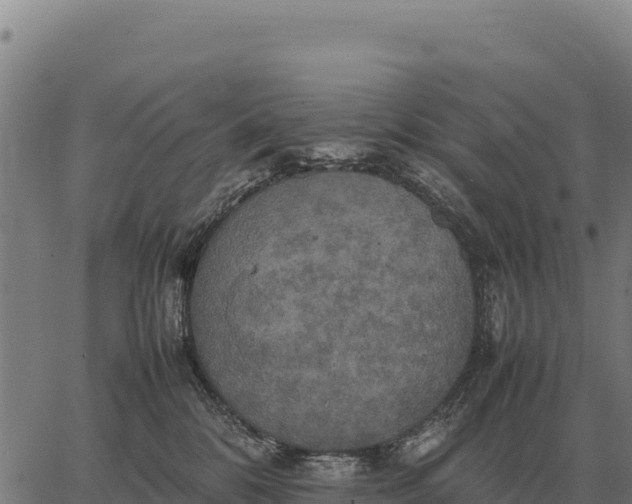 X0000066520328200603311800