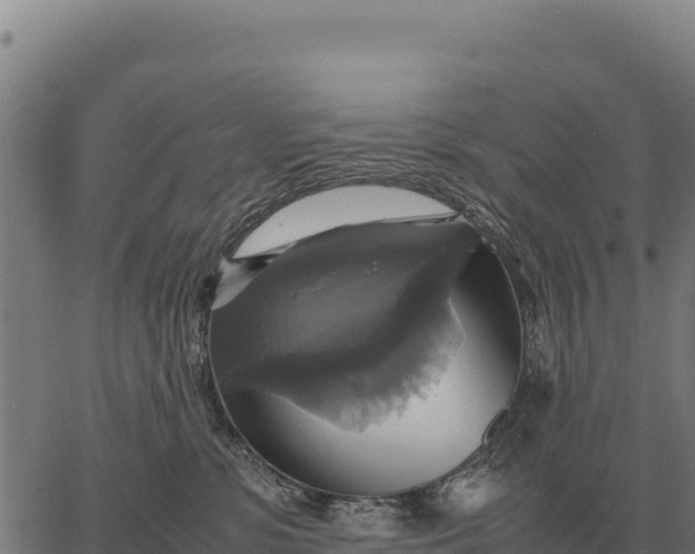 X0000066520331200603311800