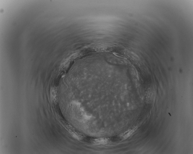 X0000066520335200603311800