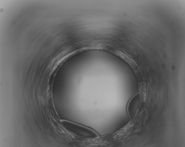 X0000066520338200603311800