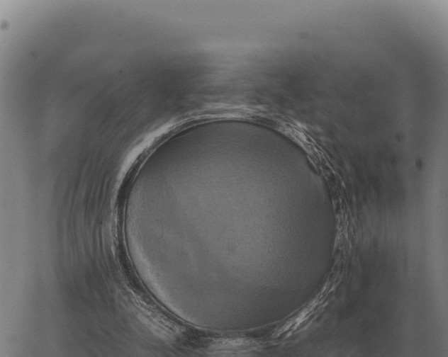 X0000066520342200603311800