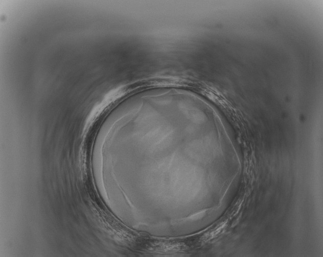 X0000066520343200603311800