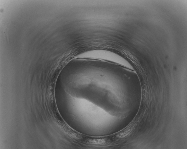 X0000066520361200603311800