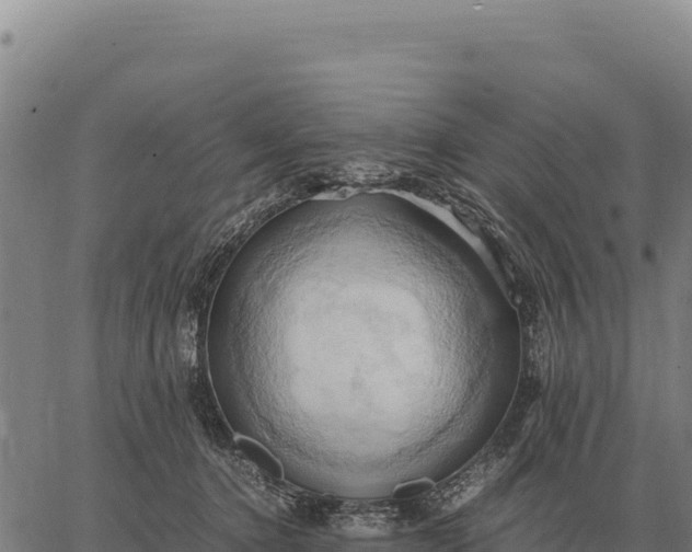 X0000066520368200603311800