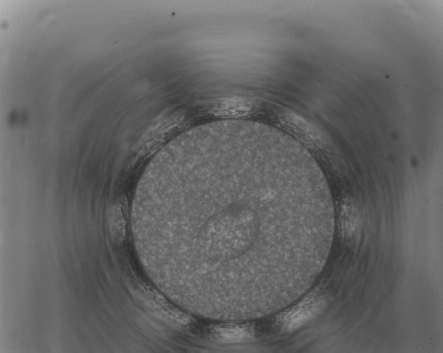 X0000066520370200603311800