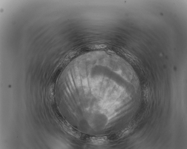 X0000066520373200603311800