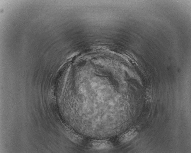 X0000066520377200603311800