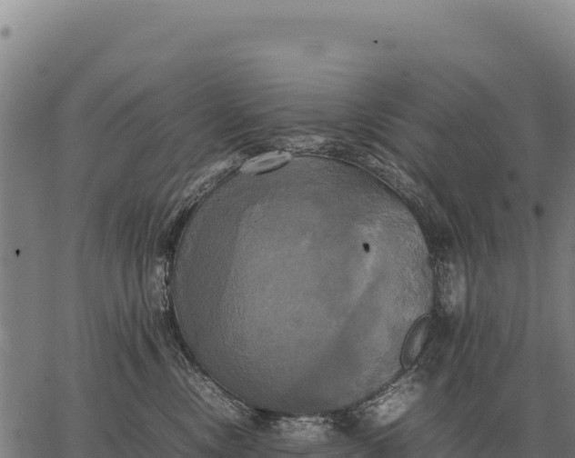 X0000066520378200603311800