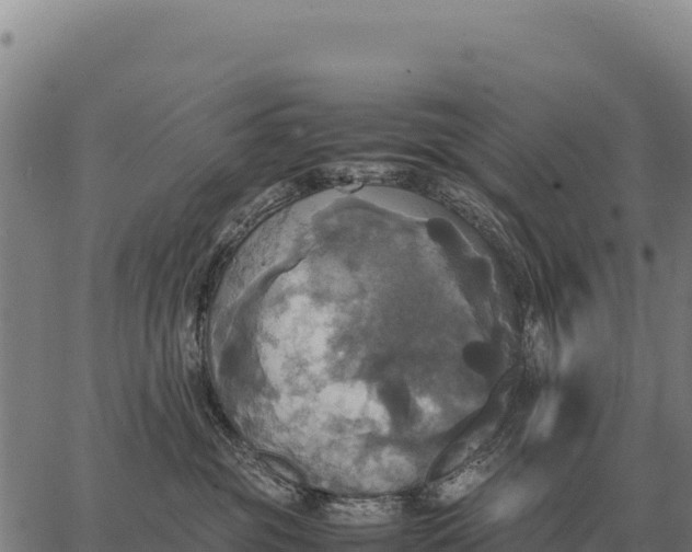 X0000066520381200603311800