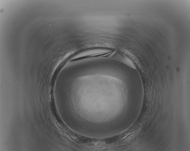 X0000066520395200603311759