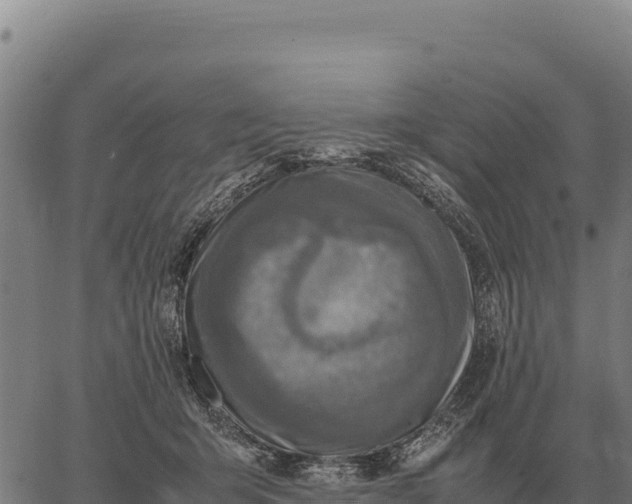 X0000066520415200603311759