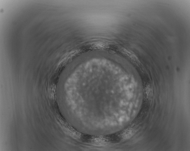 X0000066520423200603311759