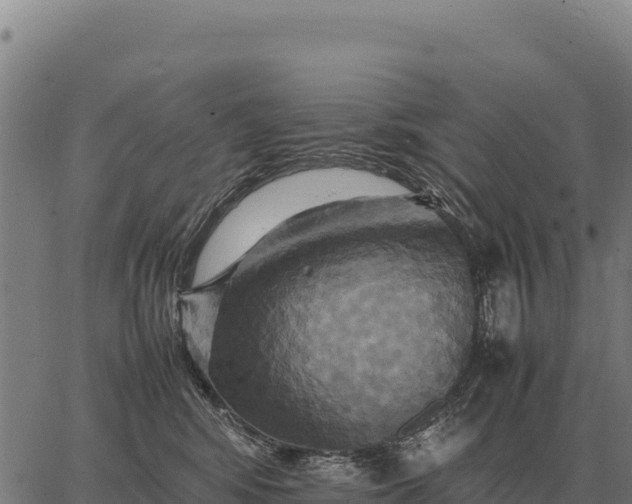 X0000066520424200603311759