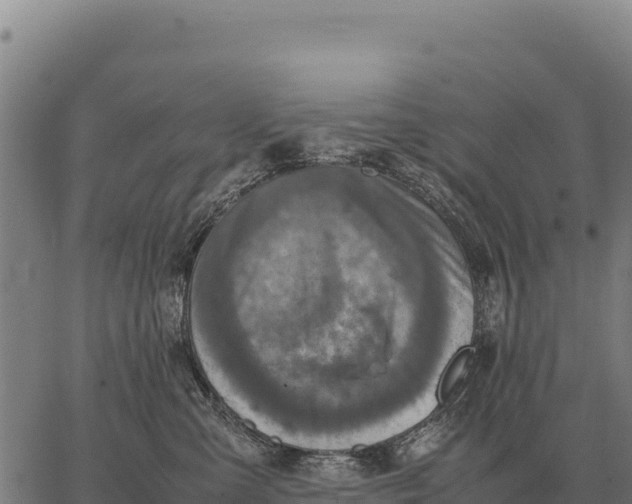 X0000066520427200603311759