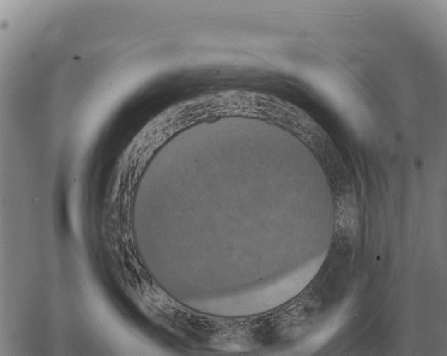 X0000066520431200603311759