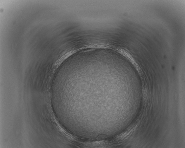 X0000066520433200603311758