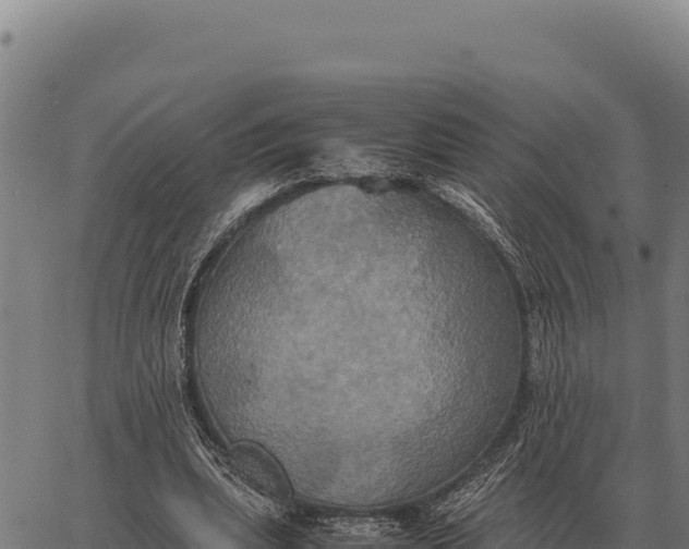 X0000066520439200603311758