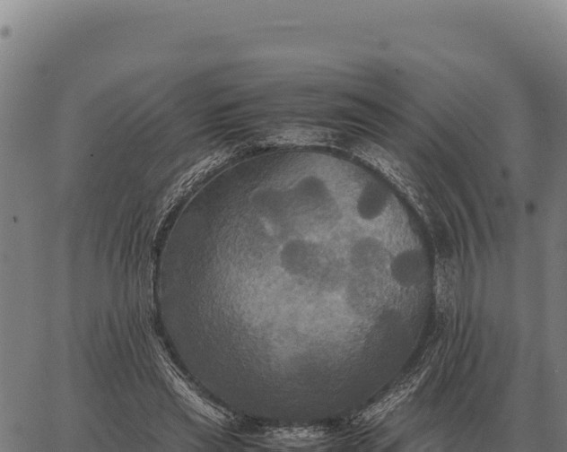 X0000066520445200603311758