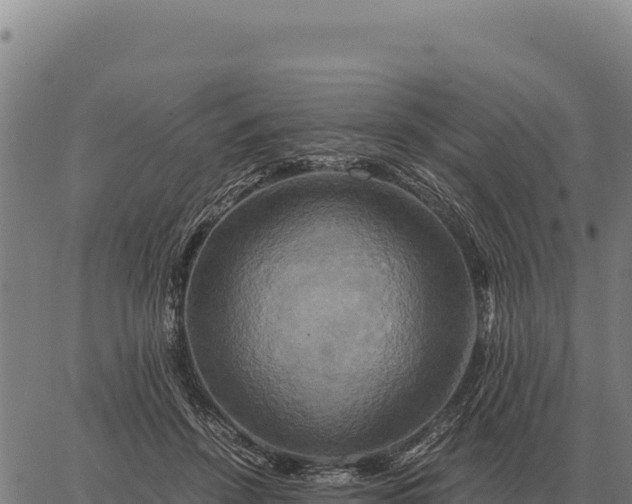 X0000066520456200603311758