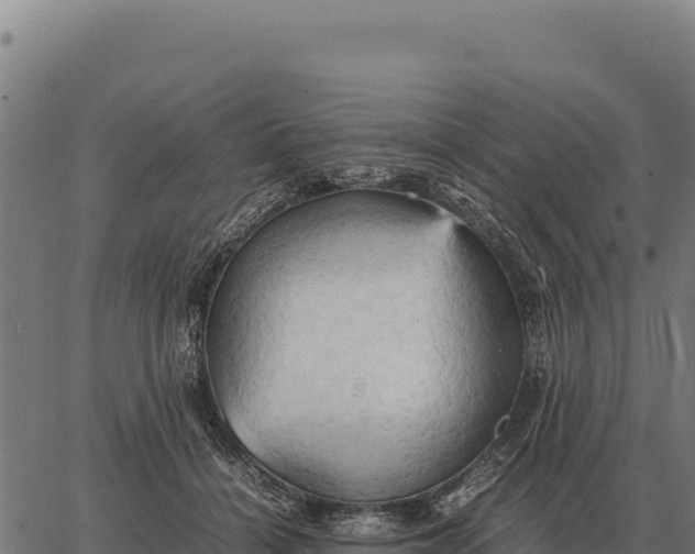 X0000066520460200603311758