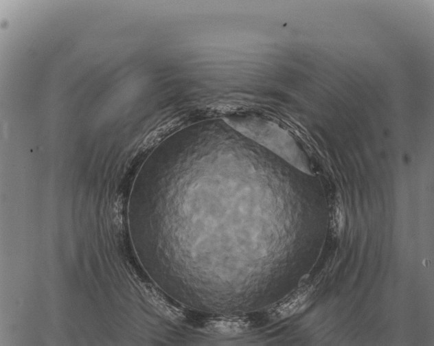 X0000066520466200603311759