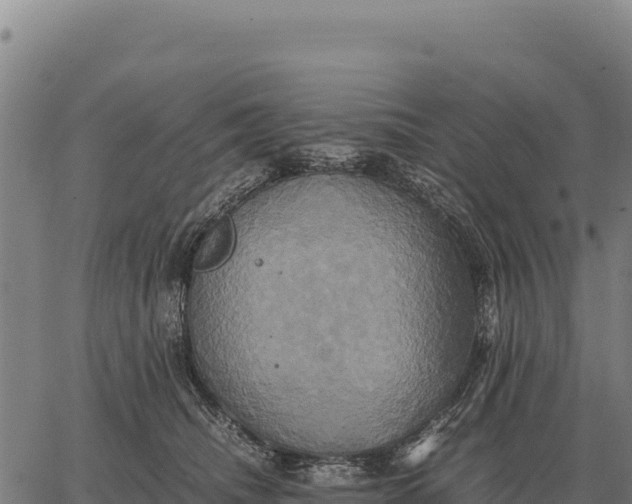 X0000066520468200603311759