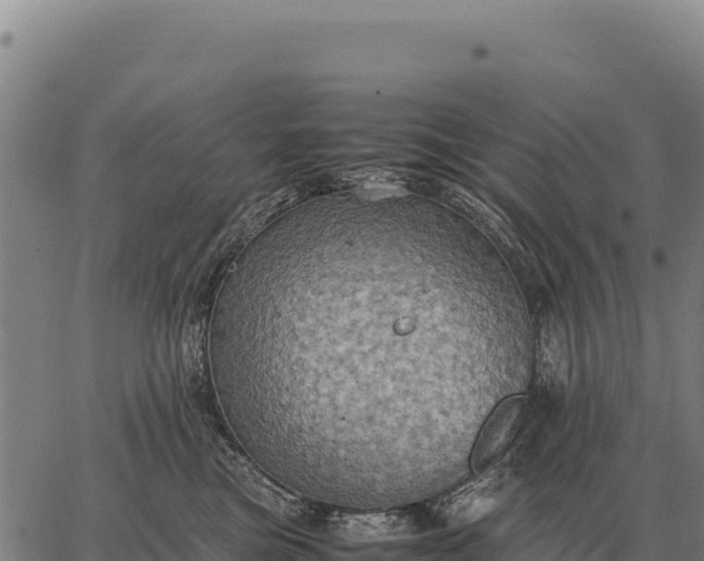 X0000066520473200603311759