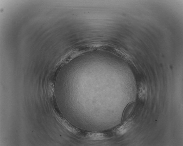 X0000066520476200603311759