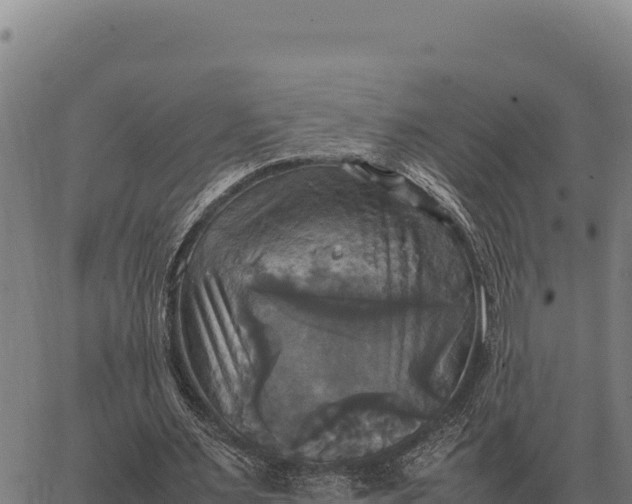 X0000066520483200603311758