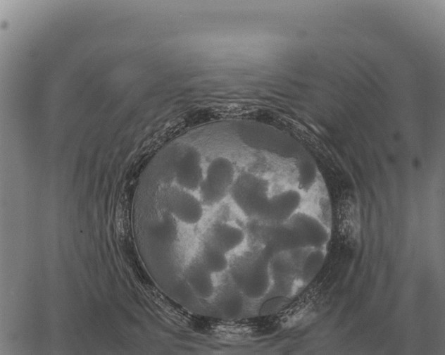 X0000066520515200603311757