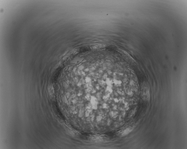 X0000066520523200603311757